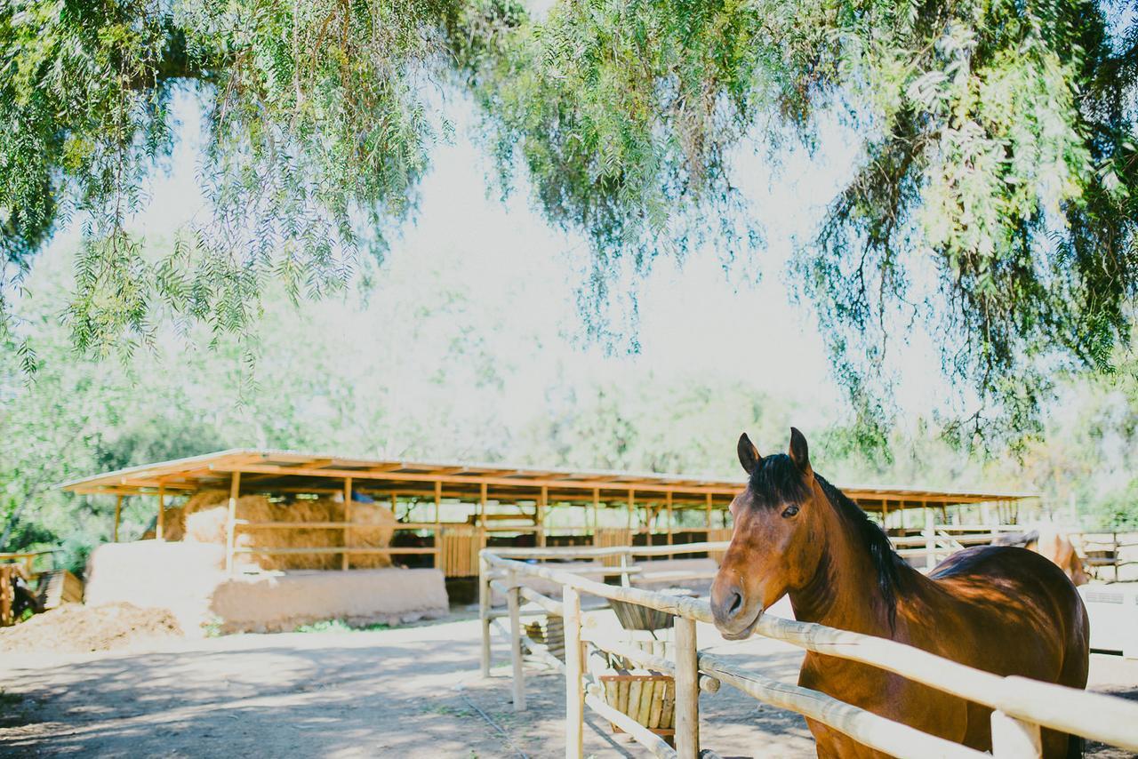 Hacienda Santa Cristina Otel Ovalle Dış mekan fotoğraf